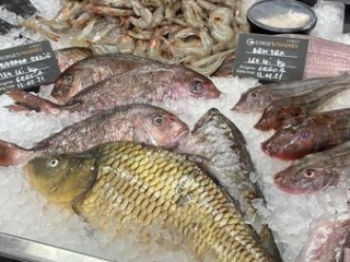 asa fish in ice